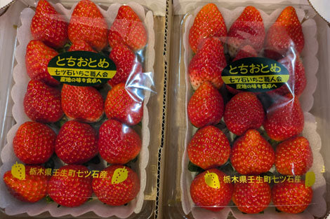 ≪職人が作ったいちご≫栃木県産 七ツ石のとちおとめ 2パック