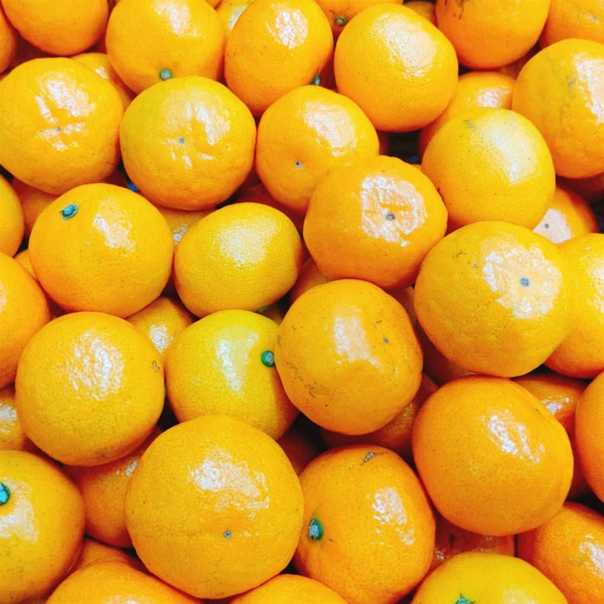 最高峰佐賀ブランドみかん》佐賀県産 祐徳みかん 2キロ – 森田セイカ店