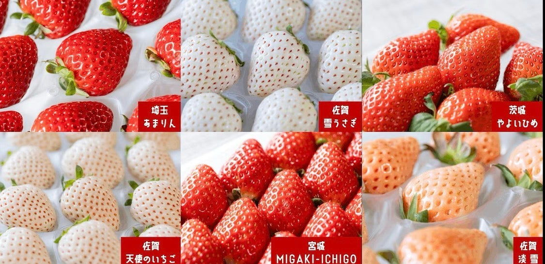 【超いちご箱 4種セット ★超いちご箱取扱説明書付き】