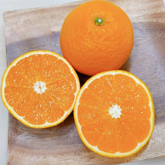 愛媛県産 清見タンゴール 3kg 10~15玉前後