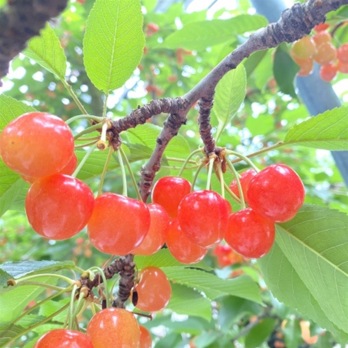 山形県産 佐藤錦 1パック 300g