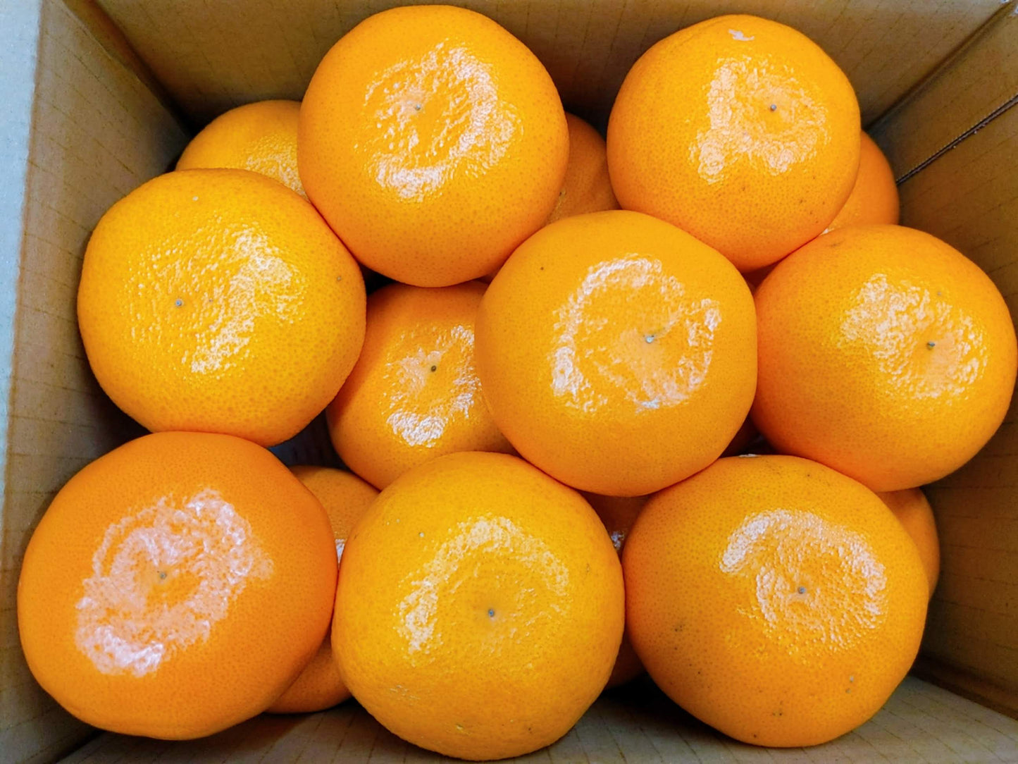 ≪柑橘の大トロ!≫佐賀県又は愛媛県産 せとか 3キロ 10~15玉前後 【ギフトにも】