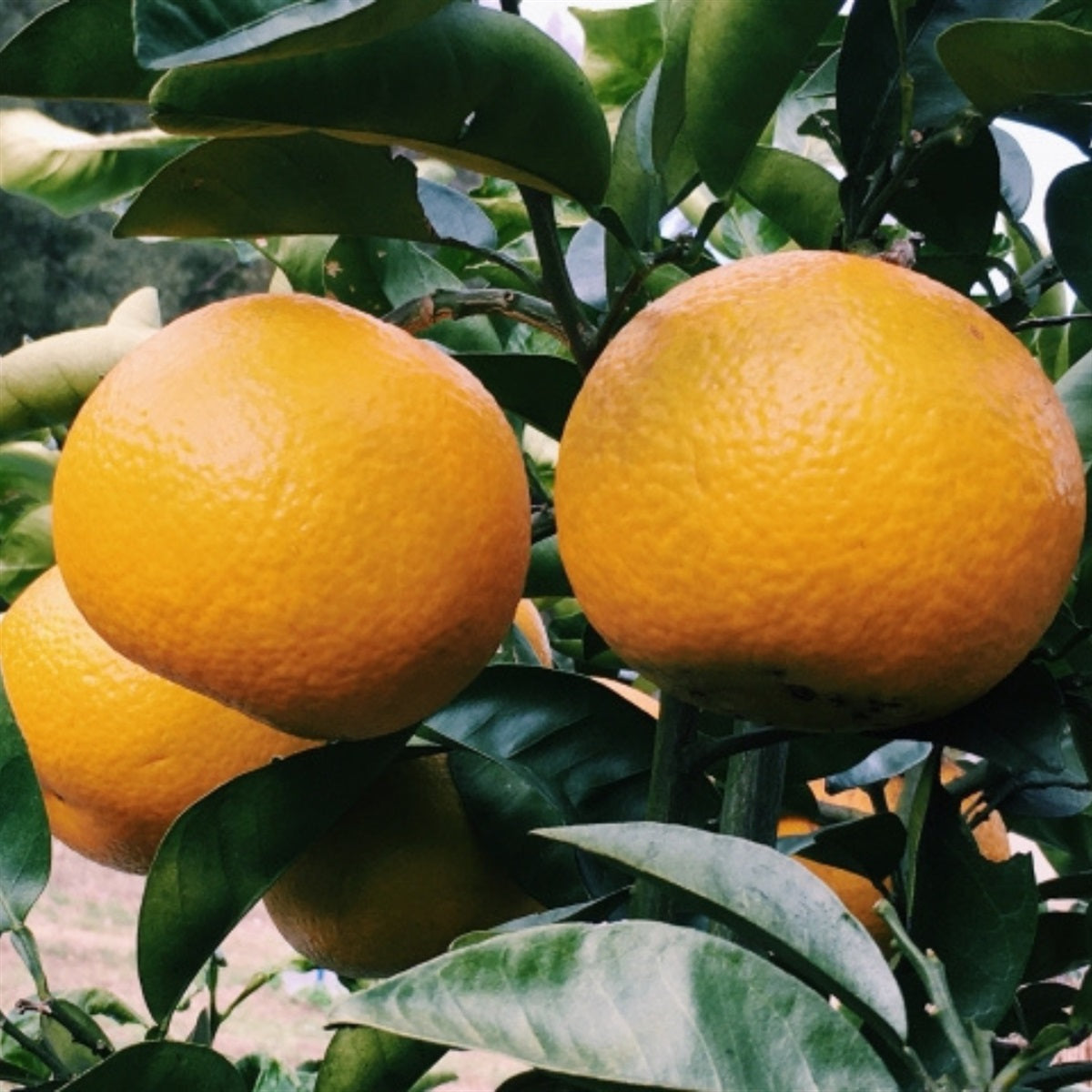 和歌山県産　ゆらの木成り八朔★　５kg 13-15玉