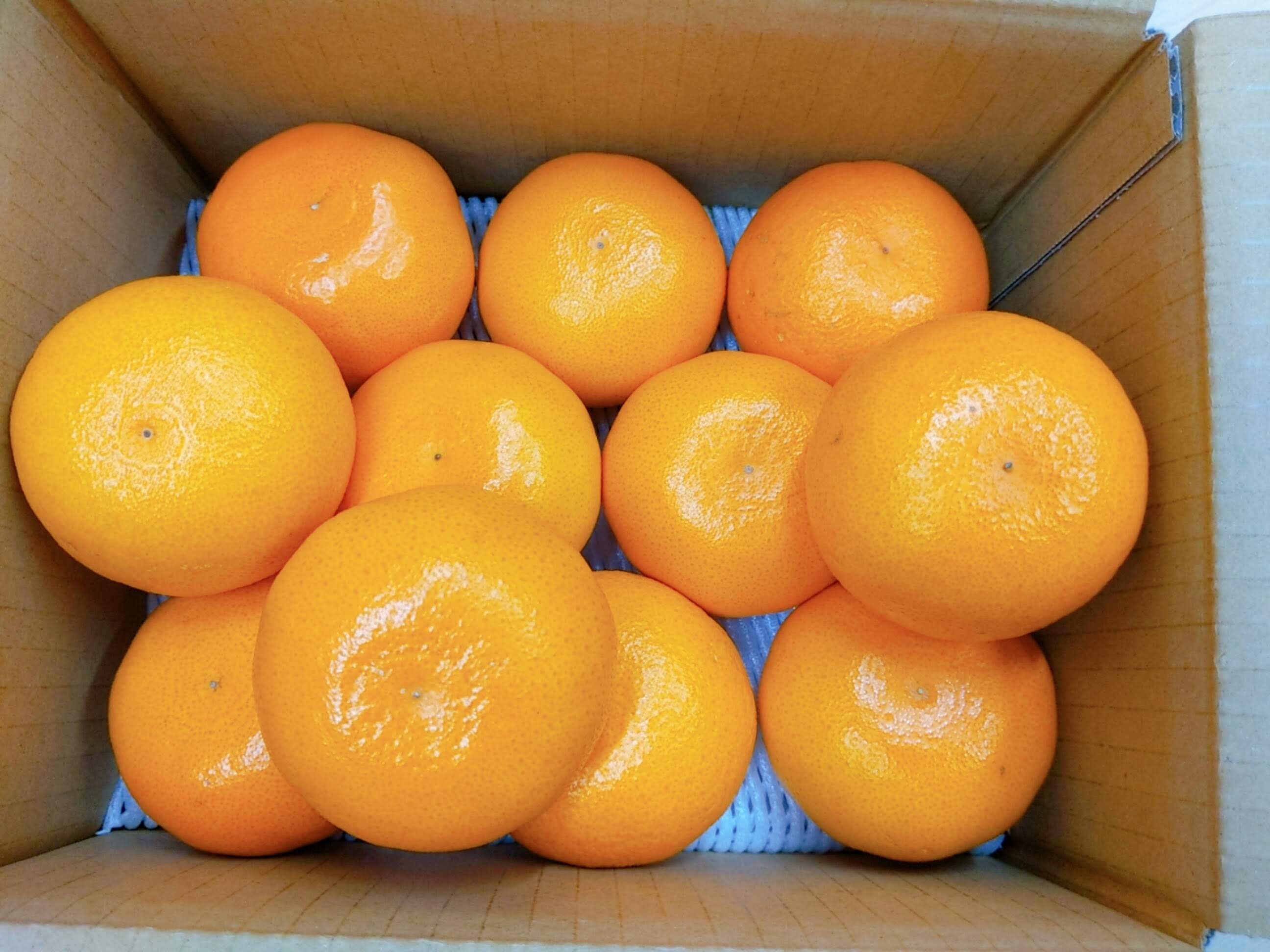 愛媛県産 みかん 柑橘 せとか 家庭用 - 果物