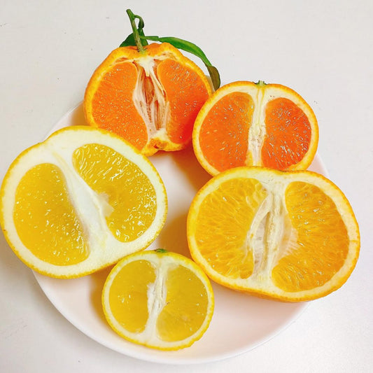 今一番旬の柑橘３種詰め合わせセット　約4～5kg　ギフトにも